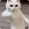 Adesh 😺